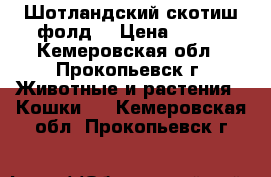 Шотландский скотиш фолд  › Цена ­ 500 - Кемеровская обл., Прокопьевск г. Животные и растения » Кошки   . Кемеровская обл.,Прокопьевск г.